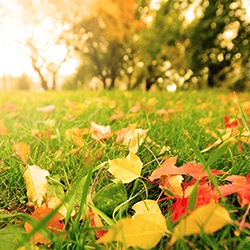 Fallen leaves in green grass